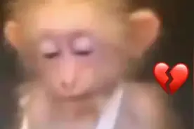 猴子｜表情包图片