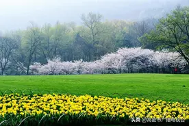 【农业小课堂】正确使用玉米苗后除草剂图片