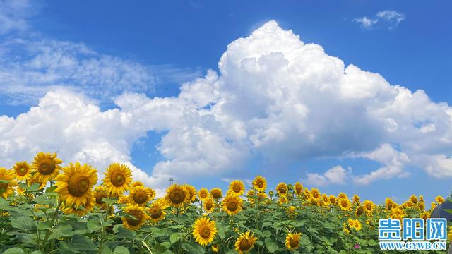 【图集】美翻了！观山湖这片向日葵花海免费开放
