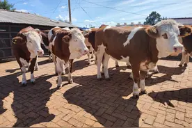 回乡创业养牛你真的想好了么？大规模养牛可要考虑好，做长远打算图片