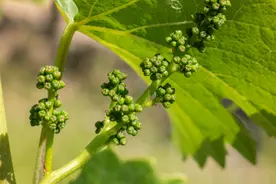 磷酸二氢钾的正确使用方法！效果加倍，你用对了吗？图片