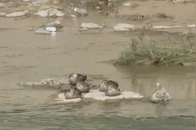 方山：初秋天微凉 野鸭忙觅食图片