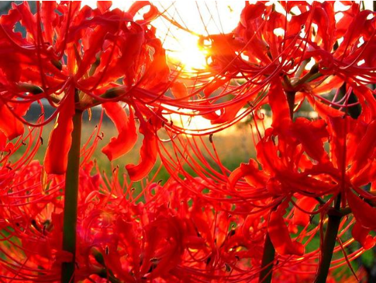 老人说，八种花“不吉利”，家里不能养，虽然很漂亮，还是要扔掉