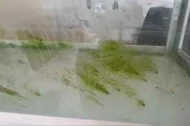 鱼缸里长满水藻怎么办？如何避免鱼缸长藻图片