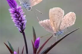 独一无二美丽的蝴蝶图片图片