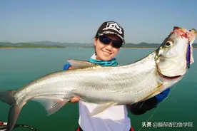 钓翘嘴用哪种窝料效果最好？非常好用的钓翘嘴窝料及打窝技巧图片
