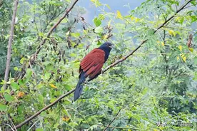 这个村的绿道边，褐翅鸦鹃异常活跃图片