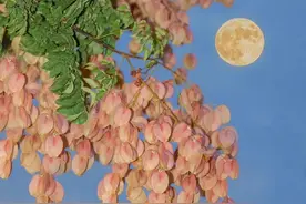 整理了一些意境很美的小众成语、词语图片