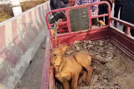 河南：胆小马犬一见狗贩就被吓趴下，可狗狗还是500块卖给狗贩子图片