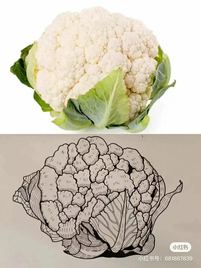 瓜果线描写生—线描还不会画赶紧收藏这一篇,真实片教你写生画