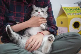 养猫久了才知道，这3个抱猫姿势才是正确的，别再错了！图片