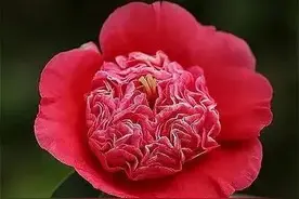 全球罕见的奇花异草55种，惊艳得让人心花怒放，值得收藏转发图片