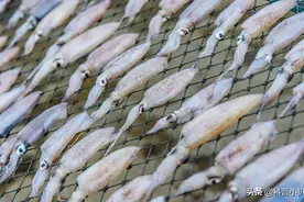 年捕50万吨！鱿鱼吃不完繁殖快，辉煌30年的背后有何隐患？图片