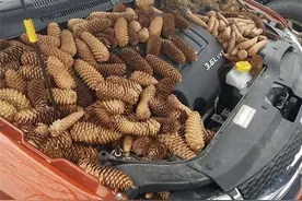 蛇怎么会钻到汽车引擎盖下面？遇到这种情况，该如何去应对？图片