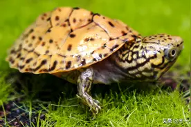 入门乌龟怎么选？史上最全蛋龟整理助你一臂之力图片