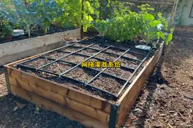 pvc管拼接成网格铺菜地里，不用拎水浇菜，按下开关就行，真方便图片