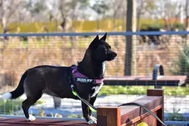 带“毛孩子”出去玩，来看这份申城宠物友好公共空间指南图片