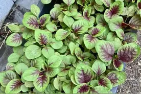 靠颜值“吃饭”的苋菜什么时候种植效益最佳？脆嫩清香红焰如火图片