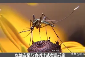 蚊子这么烦人，可以把它们统统灭绝吗？图片