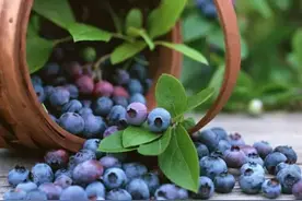 阳台种蓝莓，一棵“结十斤”，吃一个冒一串，孩子吃了视力好图片