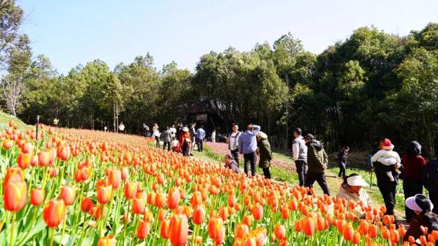 春游云南丨春天来楚雄，赏花、拍花、吃花！