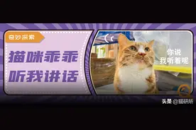 想要吸引猫咪注意，可以试试“猫语”图片