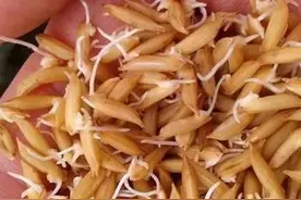 高锰酸钾在农业上应用，既能杀菌又是营养液，可惜很多农户不会用图片