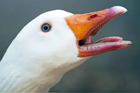 鹅是最没用的家禽？长得慢脾气差下蛋少，为什么会被驯化成家禽？图片