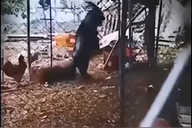 羊要成精？羊直立行走，把鸡诱骗进小黑屋！网友：太诡异图片