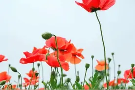 传统婚姻观念被挑战，“妻跑族”现象日趋严重，婚姻或在衰落中图片