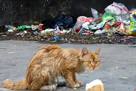 为什么不建议投喂流浪猫狗？不止会伤人，它们还能造成物种灭绝！图片