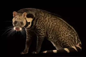 消失30多年后，深圳首次出现小灵猫，为何老人称它是不祥之物？图片