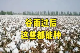 谷雨过后能种啥？4种庄稼作物和5种蔬菜可以选择，农户们别错过图片