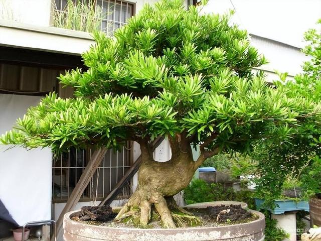 室外风水植物大全(风水好的植物大全)-措必培