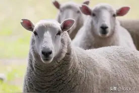 生肖羊最让人心疼的是什么？让人钦佩的是什么？图片