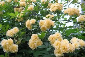 花卉霸主木香花，房子都能爬满了，花香浓郁，花期还长图片