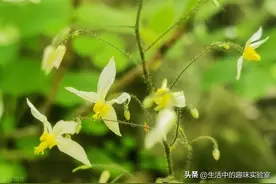 这些植物是受国家保护的，不知道的一定不要乱动，小心违法图片