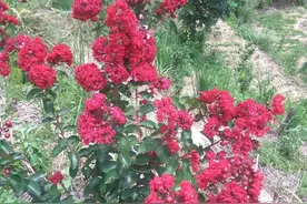 常见木本花卉：紫薇图片