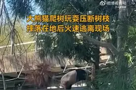 大熊猫爬树玩耍，不小心压断树枝，摔落在地后火速逃离现场，网友：这身手果然是“功夫熊猫”。图片