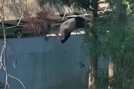 大熊猫爬树玩耍，不小心压断树枝，摔落在地后火速逃离现场，网友：这身手果然是“功夫熊猫”。图片