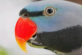 国内最不受欢迎的鹦鹉之一，四川鹦鹉属于国产鹦鹉，你有见过吗？图片