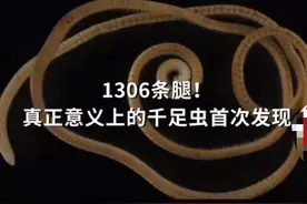 要成精？澳60米地下惊现1306条腿“千足虫”！究竟多毒、威胁多大图片