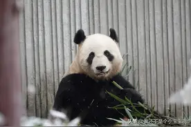 每天认识一只大熊猫——美茜，地震后寄养云南，生育中心最重宝宝图片