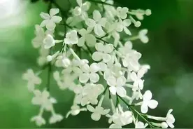 壁纸：花开的季节，每个枝条万紫千红，绽放属于自己的光彩图片