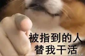 开心一刻｜本周的主要任务：等国庆盼国庆望国庆图片