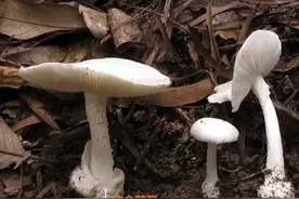 云南六种常见野生毒菌！白毒伞最为致命，堪称野生菌里的银环蛇图片