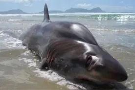 34张罕见生物照：章鱼抓螃蟹后活剥蟹壳，蚂蚁陷入诡异的死亡旋涡图片