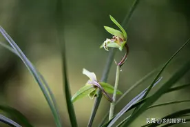 新手养不好兰花？大多是被“秘技”害的，其实养好兰花就四个字图片