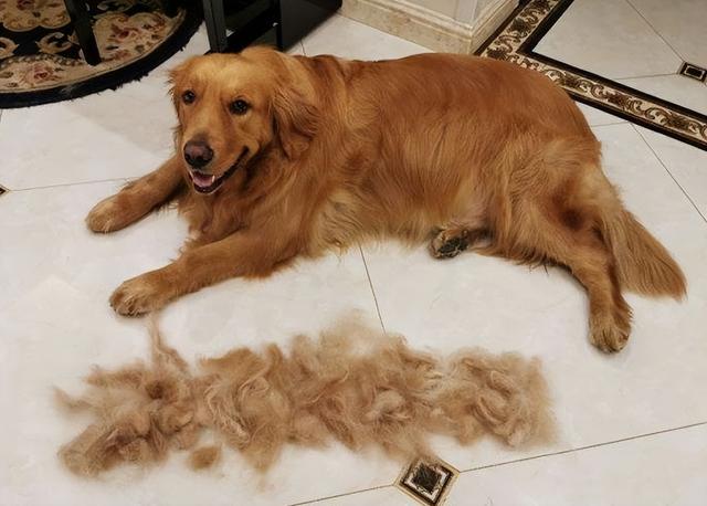 金毛犬掉毛是怎么回事?真相来了
