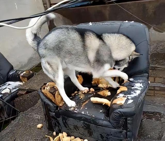 哈士奇是狗界的"拆迁办主任",它们精力旺盛,好奇心强,有超强的拆家